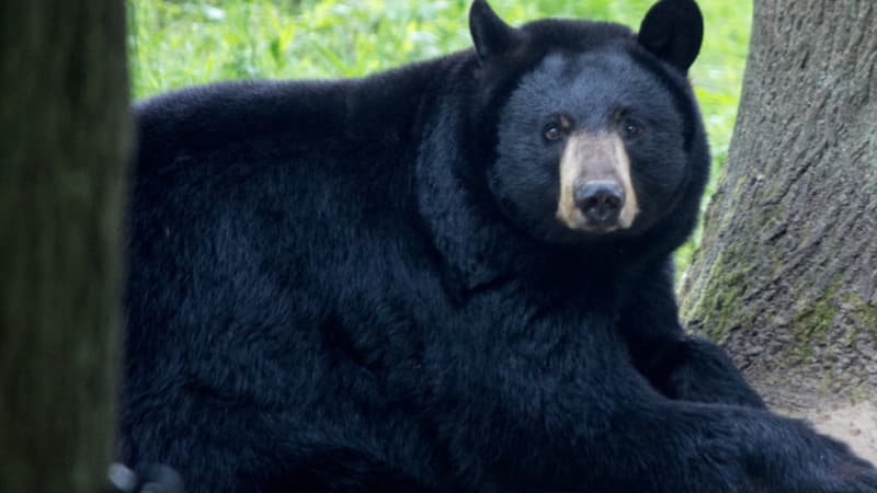 Un ours noir du parc animalier de Thoiry (photo d'illustration)