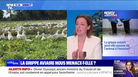 La grippe aviaire peut-elle passer des animaux aux humains? BFMTV répond à vos questions