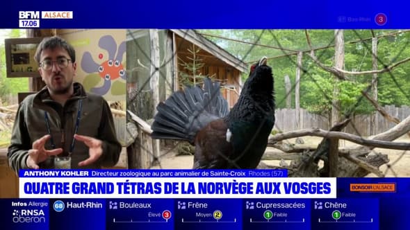 Vosges: quatre grands tétras capturés en Norvège ont été relâchés