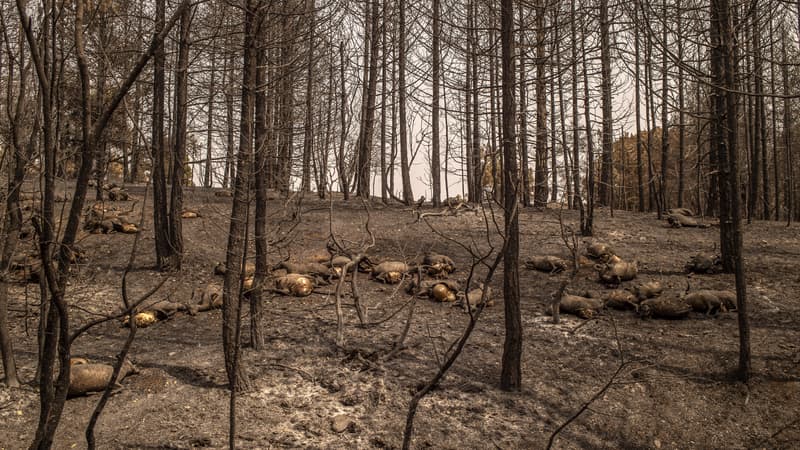 Troupeau de brebis décimé par les flammes sur l'île d'Eubée. 