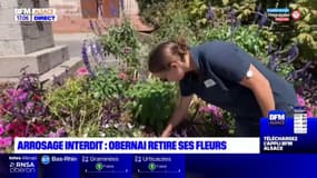 Bas-Rhin: face à la sécheresse, Obernai retire ses massifs floraux