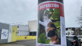 Des affiches collées à Vitry-sur-Seine pour retrouver Mecca, un chat star des réseaux sociaux disparue depuis le 26 octobre 2024.
