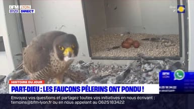 L'histoire du jour: les faucons pèlerins, espèce protégée, ont pondu à la Part-Dieu