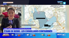Fermeture temporaire de la pêche aux coquillages à l'étang de Berre et au Jaï à cause d'une bactérie