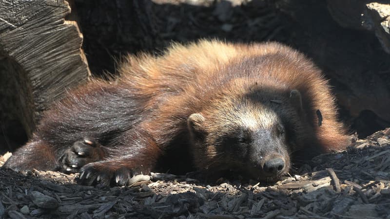 Un couple de gloutons a été accueilli par le centre animalier de Sainte-Croix en Lorraine - Lundi 1er Février 2016