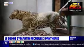Le zoo de Saint-Martin la Plaine recueille trois panthères