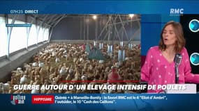 Dupin Quotidien : Guerre autour d'un élévage intensif de poulets - 31/03
