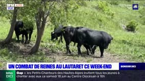 Hautes-Alpes: des vaches s'affrontent samedi pour élire la reine du troupeau