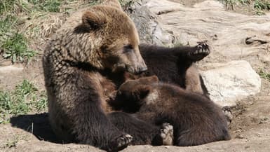 Une ourse et ses oursons au zoo des Angles, dans le sud-ouest de la France, le 18 juin 2015. (Photo d'illustration)