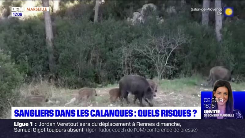 Marseille: quels risques représentent la présence de sangliers dans les calanques?