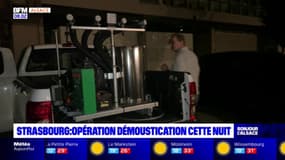 Strasbourg: une opération de démoustication organisée dans la Krutenau