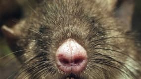 Photo non datée diffusée par le Musée australien de Victoria le 6 octobre 2015  montrant une nouvelle espèce de mammifère appelée le rat au nez plat découverte en Indonésie