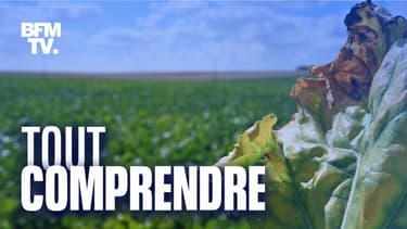 Un plan de betterave atteint de la jaunisse, le 4 août 2020, dans le Pas-de-Calais