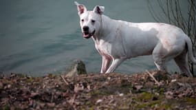 Un dogue argentin, de la même race que le chien retrouvé mort au domicile d'Hayange (Photo d'illustration).