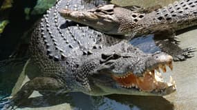 Deux crocodiles (illustration)
