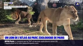 Vincennes: un lion de l'Atlas débarque au parc zoologique de Paris