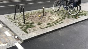 Un arbre a été erronément découpé par les agents de la ville de Paris le long de la rue Claude Bernard dans le 5e arrondissement