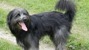 Un berger des Pyrénées (photo d'illustration)