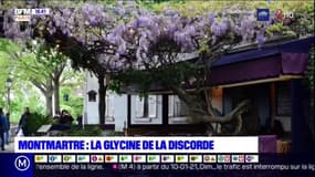Montmartre: la glycine de la discorde
