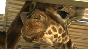 Il sera possible de parrainer un animal du zoo de Vincennes, comme par exemple une girafe.