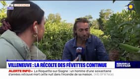 Villeneuve-Loubet: la récolte des févettes continue et s'annonce prometteuse malgré la grêle
