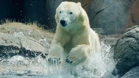 Un ours polaire