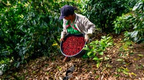 Café Geisha, Panama 