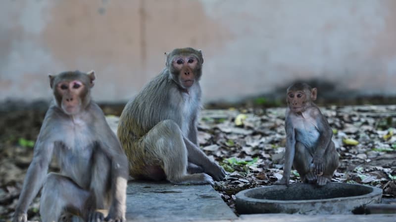 Des singes aux abords d'une route près de New Delhi le 8 avril 2020