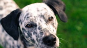 Image d'illustration