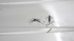 Invasion de moustiques-tigres en Île-de-France