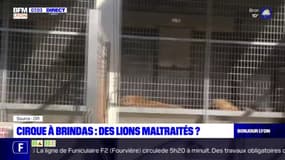 Brindas: une pétition réclame l'interdiction d'un cirque où les fauves seraient maltraités