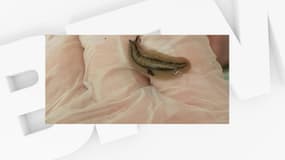 L'espèce de limace repérée en Martinique, nommée Leidyula Sloanii