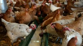 Des centaines de milliers de volailles ont été euthanasiées cette année à cause de la grippe aviaire - PHOTO D'ILLUSTRATION