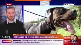 Morsures de chiens, phénomène en hausse