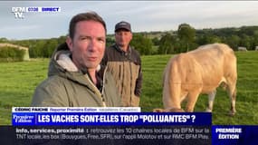 Les vaches sont-elles trop "polluantes" ? - 24/05