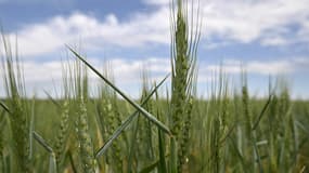 Un champ de blé dans la région d'Odessa 