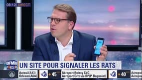 Le maire du 17e lance un site pour signaler les rats: "la présence des rats est très préoccupante"