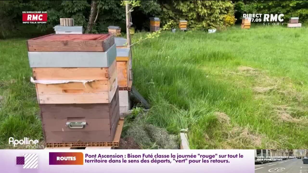 Ils ne peuvent profiter de leur jardin à cause du voisin apiculteur