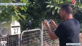 En Australie, une pie imite la sirène des pompiers.