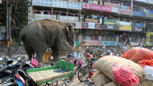 Un éléphant sauvage sème la panique pendant 5 heures et endommage une centaine de maisons, magasins et autres bâtiments, dans une ville de l'est de l'Inde, le 10 février 2016