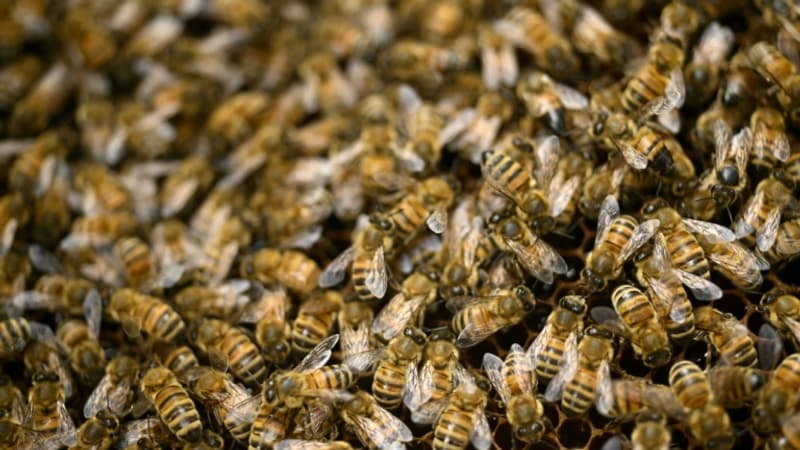 5 millions d'abeilles s'échappent d'un camion au Canada, les automobilistes doivent rouler fenêtres fermées