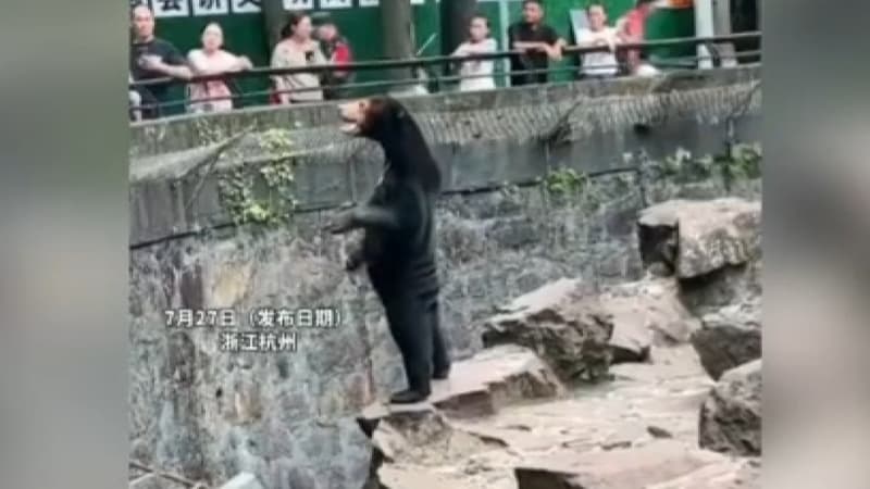 Ours ou humain dguis Un zoo chinois contraint de dmentir la rumeur dune imposture