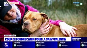 La "Saint-Valenchien": le refuge de Castillon ouvre ses portes pour passer un moment avec les chiens