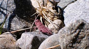 Une sauterelle robuste rose observée en Nouvelle-Zélande. 