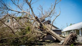 Arbre arraché par l'ouragan Michael en Floride