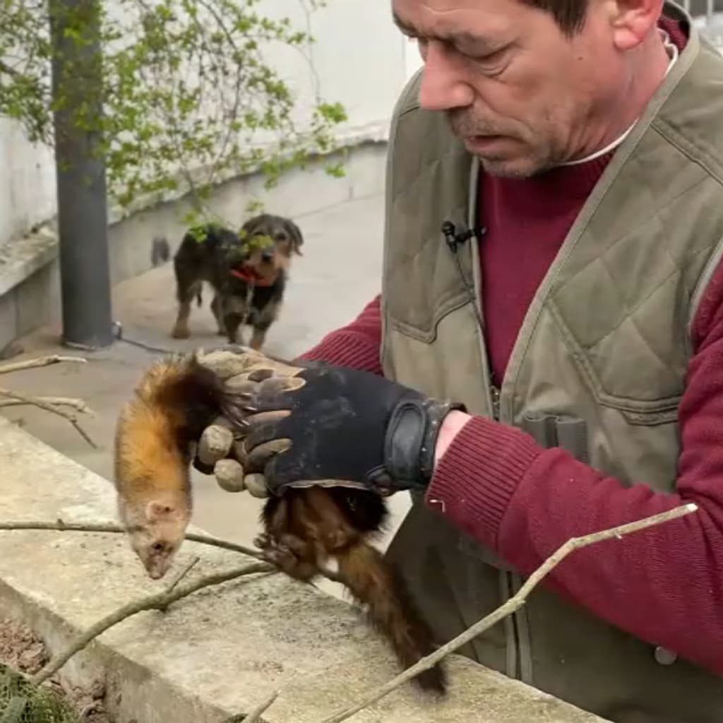4 Paires De Chiens Obturateurs Coloniaux En Fer Forgé - Queue De Rat, Noir - Pour Volets Extérieurs
