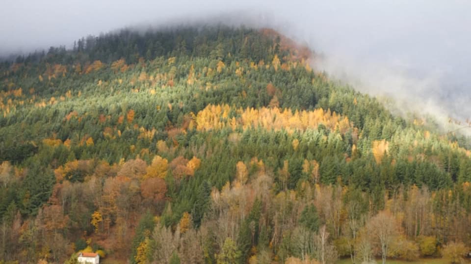 Deux communes lorraines, Raon-sur-Plaine et Raon-lès-Leau, souhaitent récupérer 2.000 hectares de forêts attribués par l’Allemagne en 1871 à une commune alsacienne, alors sous drapeau allemand. Deux communes lorraines, Raon-sur-Plaine et Raon-lès-Leau, souhaitent récupérer 2.000 hectares de forêts attribués par l’Allemagne en 1871 à une commune alsacienne, alors sous drapeau allemand.