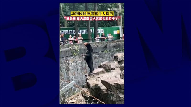 Un ours du zoo de Hangzhou en Chine est suspecté, par des internautes, d'être un humain déguisé. 