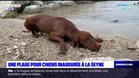 La Seyne-sur-Mer: inauguration d'une plage pour chien sur le littoral varois
