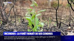 La forêt commence à renaître dans le massif des Maures, moins d'un mois après le gigantesque incendie